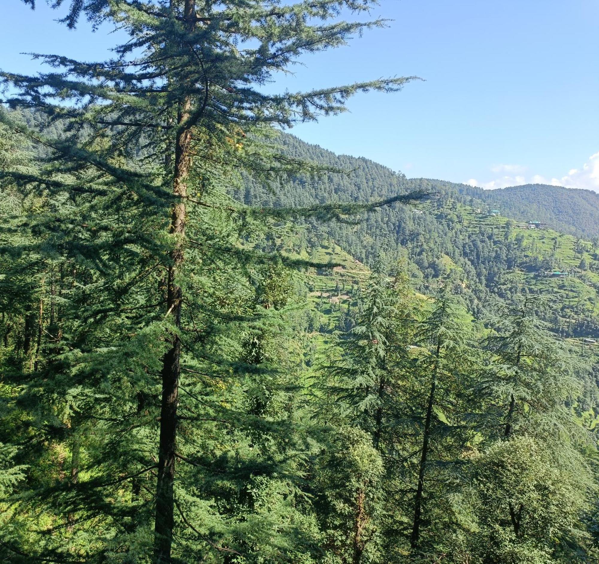 Peace Holiday Homestay Chail Exterior foto